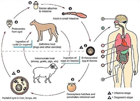 Echinococcus Life Cycle