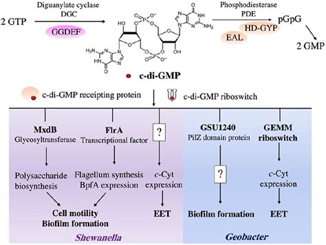 C Di GMP Signaling In Shewanella And Geobacter Cells The Intracellular