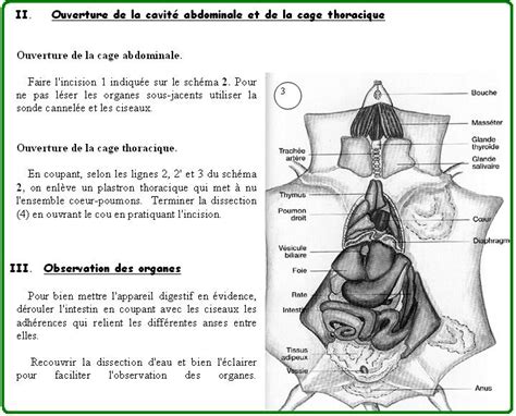 Schéma d une dissection de souris