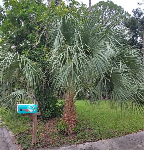 Floridas Iconic Palm Trees Threatened By Invasive Disease Wusf Public Media