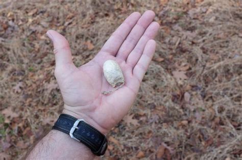 Empty Polyphemus Moth Cocoon | Steve Creek Wildlife Photography