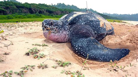 Leatherback Sea Turtles Giants Of Andaman And Nicobar Islands