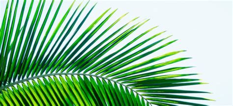 Saw Palmetto Benefits, Uses, Dosage and Side Effects - Dr. Axe