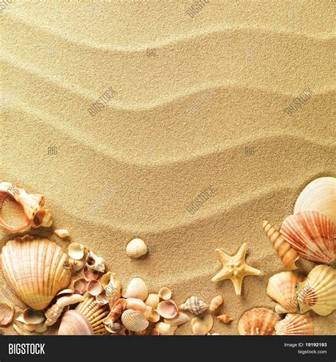 Sea Shells Sand Image And Photo Free Trial Bigstock