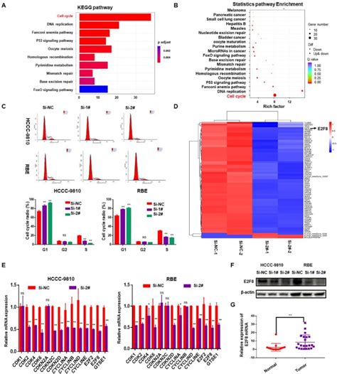 Long Noncoding Rna Snhg Promotes Proliferation And Angiogenesis Of