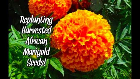 Replanting Harvested African Marigold Seeds Youtube