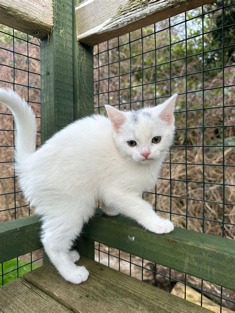 Costs associated with a cat for adoption near me 11