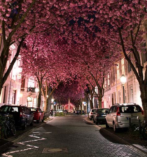 Cherry Blossoms Tunnel Imgur