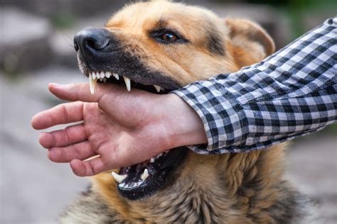 What Are Dog Bite Infection Symptoms? - The PK Times