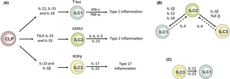 Innate Lymphoid Cells A Ilc Can Be Divided Into Three Subsets Ilc1