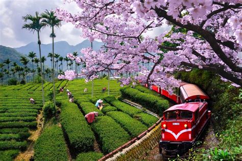 阿里山花季來了 入園遊客假日控管 規劃行程必看 風傳媒