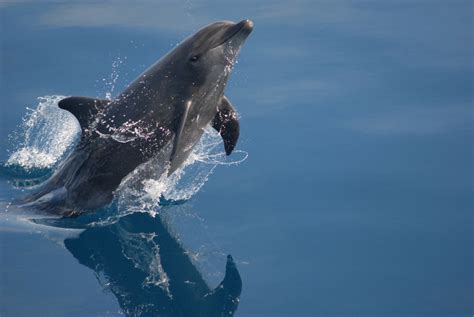 Two New Whale Heritage Sites Awarded In Europe And Us