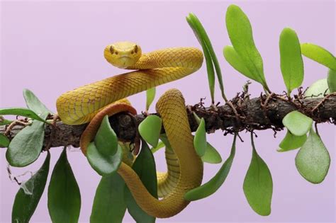 A V Bora Trimeresurus Insularis De L Bios Brancos Amarelos Fechada No