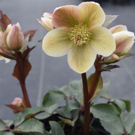 Helleborus Brandywine Horsford Gardens And Nursery