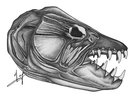 Goliath Tigerfish Skull | NICK LAFERRIERE