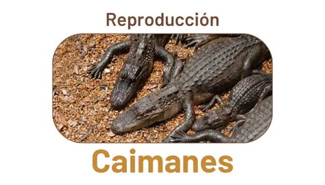 REPRODUCCIÓN y CICLO de VIDA de los CAIMANES