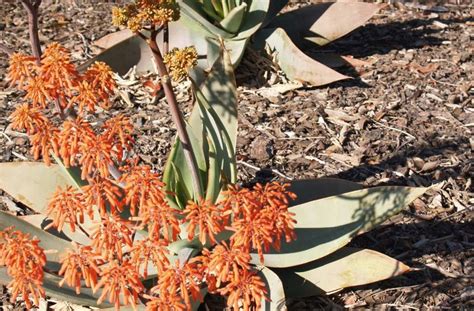 Florez Nursery Aloe Striata