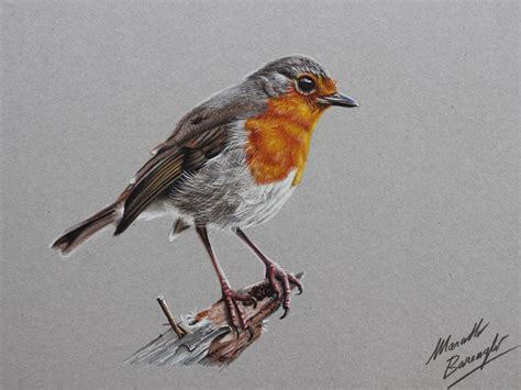 Robin Bird DRAWING by marcellobarenghi on DeviantArt