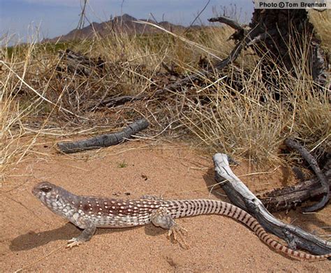 Desert Iguana Dipsosaurus Dorsalis Reptiles Of Arizona In 2020