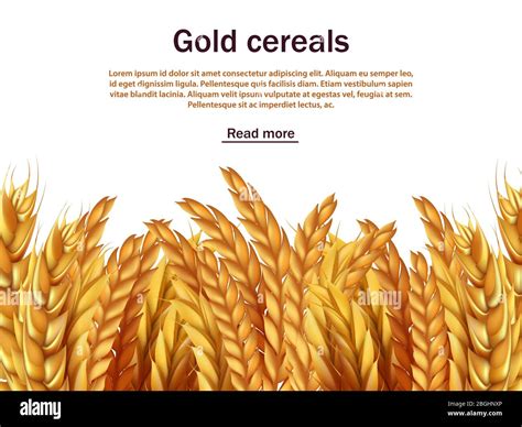 Plantilla De Fondo Realista Para Vectores De Cereales Orejas De