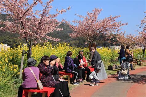 延岡花物語が開幕しました！ 2月18・19日に「このはなウォーク」 宮崎県北観光ポータルサイト