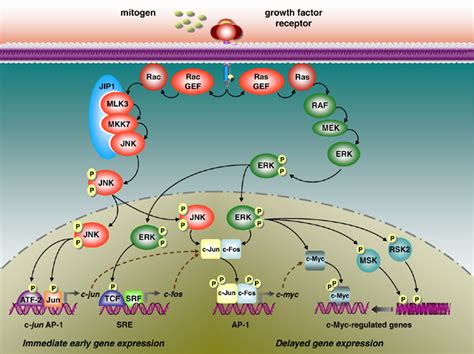 Spatiotemporal Integration Of MAPK Signaling Upon Stimulation By