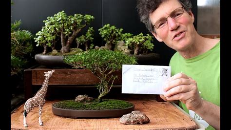 Starting an Acacia Bonsai from Seed, April 2016 - Herbal Plant Power