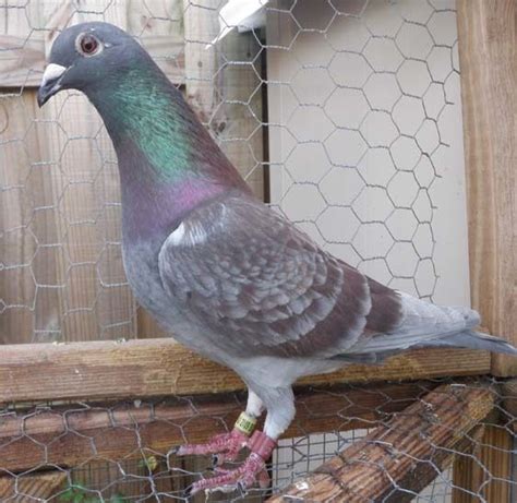 Pigeon Breeds - BackYard Chickens Community