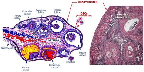 Biomedicines Free Full Text Ovarian Stem Cells For Womens