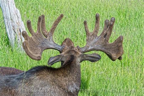 Moose Antlers, Moose, Antlers, Velvet, Alaska, Wildlife, Bull Moose ...