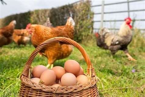 How Long Do Chickens Lay Eggs Chickens And More