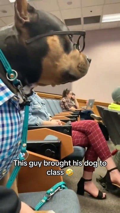 Perrito Poniendo Atenci N A Clase De Universidad Se Vuelve Viral