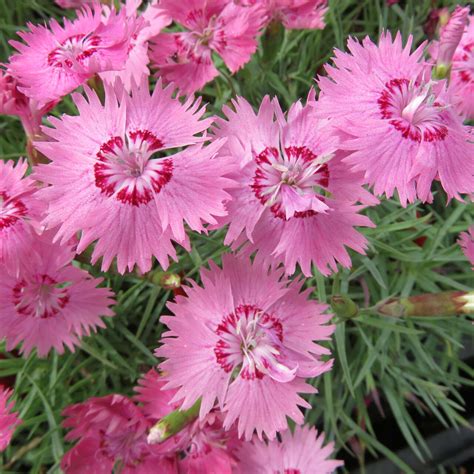 Pfingstnelke Dianthus Gratianopolitanus Carina Rosa