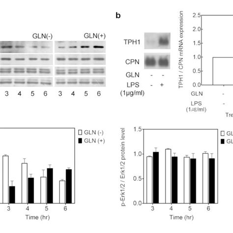 Western Blot Analysis For Confirming That P38 Kinase Is Involved In