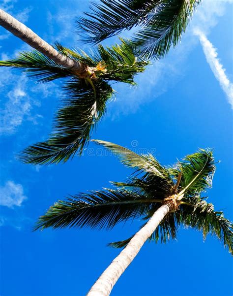 Vertical Palm Trees Stock Photo Image Of Scenery Asia 88656960