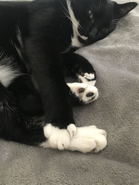 I almost never get to see her beans 🖤 : r/jellybeantoes