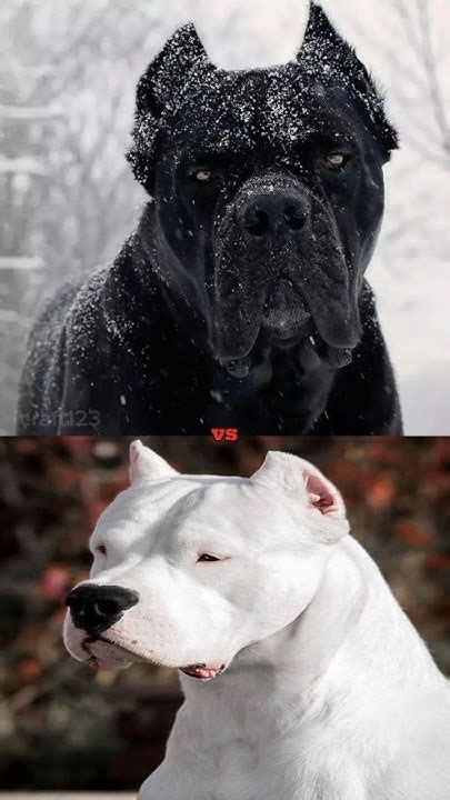 Cane Corso Vs Dogo Argentino Attitude Youtube