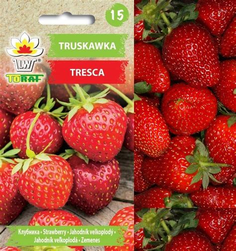 Truskawka Tresca Fragaria X Ananassa Toraf Sklep Empik