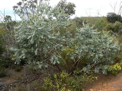 30 Eucalyptus Pleurocarpa Seeds Tallerack Seeds Silver - Etsy Australia