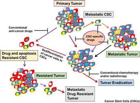 Drug And Apoptosis Resistance In Cancer Stem Cells A Puzzle With Many