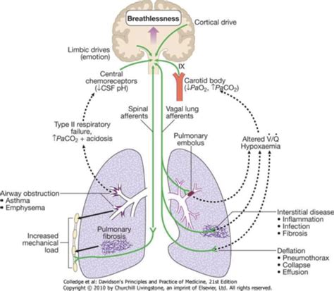 Cardio Pulmonary Symptoms Signs Flashcards Quizlet