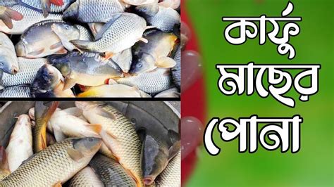 নতুন মিনার কাপ মাছের পোনা চাষ পদ্ধতি 🐠পোনা মাছের বাজার কার্ফ মাছের