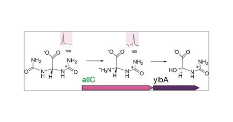 Chemical Basis Of Nitrogen Recovery Through The Ureide Pathway