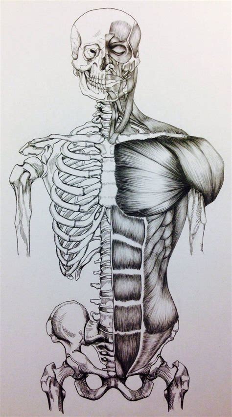 Skeletal And Muscular System 2 5K Plays Quizizz