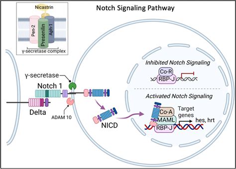 Caveolin1 inhibition mediates the opposing effects of alcohol on γ