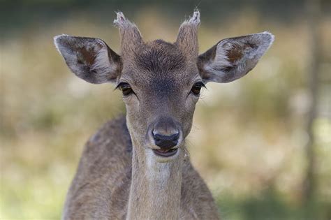 Royalty Free Photo Selective Focus Photo Of Brown Doe Pickpik