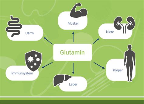 Glutamin Der Geheimtipp F R Eine Schnellere Regeneration So Holst Du