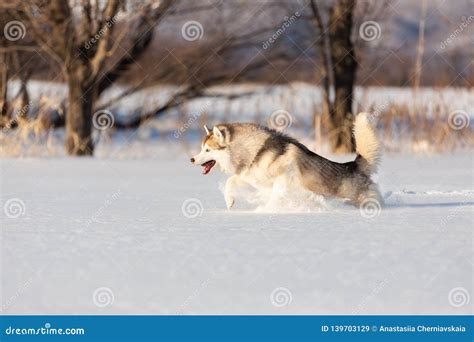 Husky Siberiano Beige Y Blanco Loco Feliz Y Divertido De La Raza Del