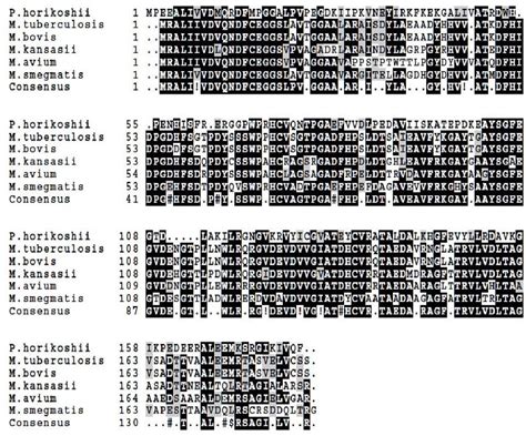 Multiple Sequence Alignment Of M Tuberculosis M Bovis M Avium M