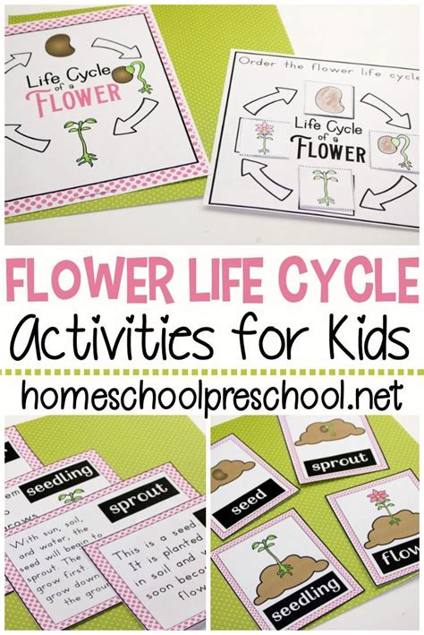 Life Cycle of a Flower for Preschool | Life cycles, Community helpers ...